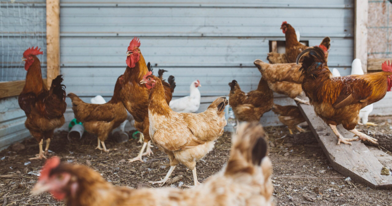 Counties That Allow You to Raise Chickens